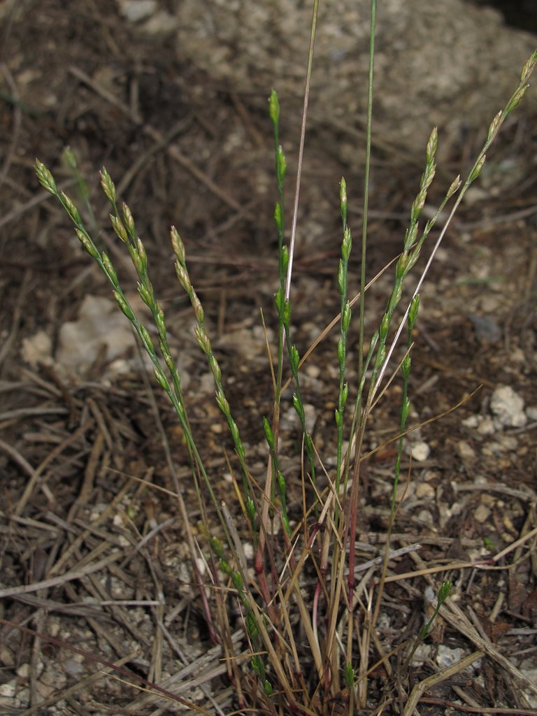 Micropyrum tenellum